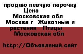 продаю певчую парочку › Цена ­ 5 000 - Московская обл., Москва г. Животные и растения » Птицы   . Московская обл.